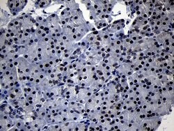 TCF12 Monoclonal Antibody (OTI2E11), TrueMAB , OriGene 100 &mu;L; Unconjugated:Antibodies,