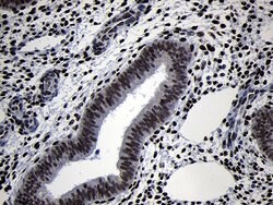 TCF12 Monoclonal Antibody (OTI2E11), TrueMAB , OriGene:Antibodies:Primary