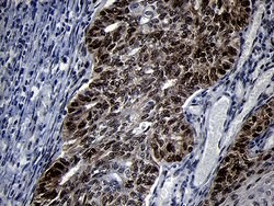 TCF12 Monoclonal Antibody (OTI2E11), TrueMAB , OriGene 100 &mu;L; Unconjugated:Antibodies,