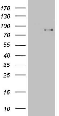 TCF12 Mouse anti-Human, Clone: OTI4D6, liquid, TrueMAB 100 &mu;L; Unconjugated:Antibodies,