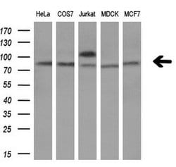 TCF12 Mouse anti-Human, Clone: OTI4D6, lyophilized, TrueMAB 100 &mu;g;