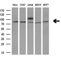TCF12 Mouse anti-Human, Clone: OTI4D6, liquid, TrueMAB 100 &mu;L; Unconjugated:Antibodies,