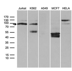TCF12 Monoclonal Antibody (OTI4A7), TrueMAB , OriGene 100 &mu;L; Unconjugated:Antibodies,