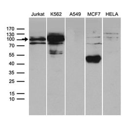 TCF12 Monoclonal Antibody (OTI4D6G8), TrueMAB , OriGene:Antibodies:Primary