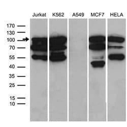 TCF12 Mouse anti-Human, Clone: OTI3C11, lyophilized, TrueMAB 100 &mu;g;