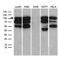 TCF12 Monoclonal Antibody (OTI3C11), TrueMAB , OriGene 100 &mu;L; Unconjugated:Antibodies,