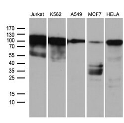 TCF12 Monoclonal Antibody (OTI2E11), TrueMAB , OriGene 100 &mu;L; Unconjugated:Antibodies,