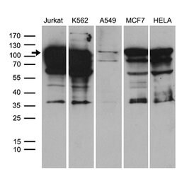 TCF12 Mouse anti-Human, Clone: OTI1F11, lyophilized, TrueMAB 100 &mu;g;