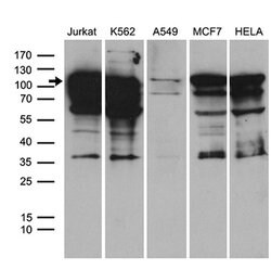 TCF12 Monoclonal Antibody (OTI1F11), TrueMAB , OriGene:Antibodies:Primary