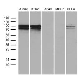 TCF12 Monoclonal Antibody (OTI3D2), TrueMAB , OriGene 30 &mu;L; Unconjugated:Antibodies,