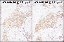 TCP1 Rabbit anti-Human, Mouse, Polyclonal, Bethyl Laboratories 100 &mu;L;