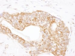 TCP1 Rabbit anti-Human, Mouse, Polyclonal, Bethyl Laboratories 100 &mu;L;