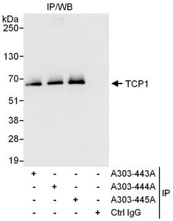 TCP1 Rabbit anti-Human, Polyclonal, Bethyl Laboratories 100 &mu;L; Unconjugated:Antibodies,