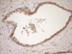 TCP10 Monoclonal Antibody (OTI2C2), TrueMAB , OriGene 100 &mu;L; Unconjugated:Antibodies,