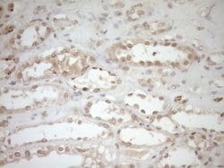 TCP10 Monoclonal Antibody (OTI2C2), TrueMAB , OriGene 100 &mu;L; Unconjugated:Antibodies,