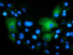 TCP11L2 Monoclonal Antibody (OTI3H7), TrueMAB , OriGene:Antibodies:Primary