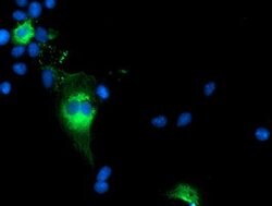 TCP11L2 Mouse anti-Human, Clone: OTI1G3, lyophilized, TrueMAB 100 &mu;g;