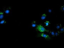 TCP11L2 Monoclonal Antibody (OTI1H7), TrueMAB , OriGene 100 &mu;L; Unconjugated:Antibodies,
