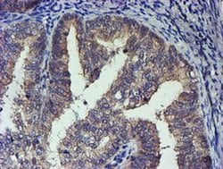 TCP11L2 Monoclonal Antibody (OTI2H4), TrueMAB , OriGene 30 &mu;L; Unconjugated:Antibodies,