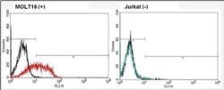 TCR V alpha 2 Monoclonal Antibody (F1), Invitrogen 200 &mu;g; Unconjugated:Antikörper