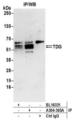 TDG Rabbit anti-Human, Polyclonal, Bethyl Laboratories 100 &mu;L; Unconjugated:Antibodies,