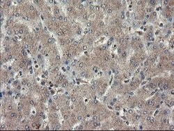 TDO2 Mouse anti-Human, Clone: OTI2A4, lyophilized, TrueMAB 100 &mu;g; Unconjugated:Antibodies,