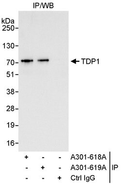 TDP1 Rabbit anti-Human, Polyclonal, Bethyl Laboratories 100 &mu;L; Unconjugated:Antibodies,