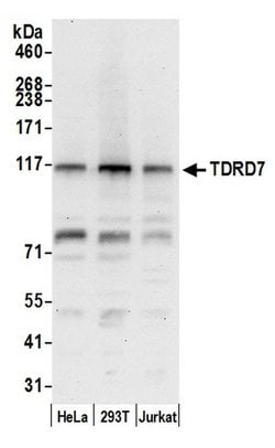 TDRD7 Polyclonal Antibody, Bethyl Laboratories 20 &mu;l; Unlabeled:Antibodies,