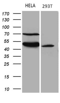 TEKT2 Mouse anti-Human, Clone: OTI1E11, liquid, TrueMAB 100 &mu;L; Unconjugated:Antibodies,