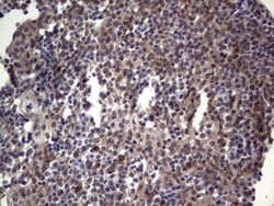 TET1 Monoclonal Antibody (OTI8G6), TrueMAB , OriGene:Antibodies:Primary