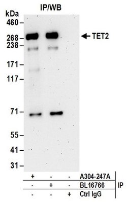 TET2 Rabbit anti-Human, Polyclonal, Bethyl Laboratories 100 &mu;L; Unconjugated:Antibodies,