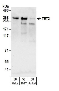 TET2 Rabbit anti-Human, Polyclonal, Bethyl Laboratories 100 &mu;L; Unconjugated:Antibodies,