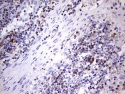 TET3 Mouse anti-Human, Clone: OTI11E11, lyophilized, TrueMAB 100 &mu;g | Buy Online | Origene Technologies | Fisher Scientific