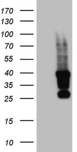 TET3 Monoclonal Antibody (OTI4B7), TrueMAB , OriGene 100 &mu;L; Unconjugated:Antibodies,