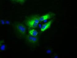 TF Mouse anti-Human, Clone: OTI5G2, liquid, TrueMAB 100 &mu;L | Buy Online | OriGene | Fisher Scientific