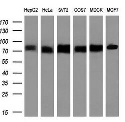 TF Mouse anti-Human, Clone: OTI5G2, lyophilized, TrueMAB 100 &mu;g; Unconjugated:Antibodies,
