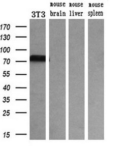 TF Mouse anti-Human, Clone: OTI5G2, lyophilized, TrueMAB 100 &mu;g; Unconjugated:Antibodies,