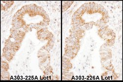 TFAM Rabbit anti-Human, Polyclonal, Bethyl Laboratories 10 &mu;L; Unconjugated:Antibodies,