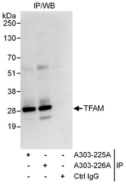 TFAM Rabbit anti-Human, Polyclonal, Bethyl Laboratories 10 &mu;L; Unconjugated:Antibodies,