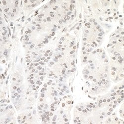 TFEB Rabbit anti-Human, Mouse, Polyclonal, Bethyl Laboratories 100 &mu;L;