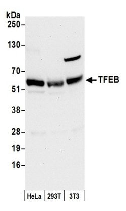 TFEB Rabbit anti-Human, Mouse, Polyclonal, Bethyl Laboratories 100 &mu;L;