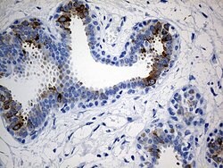 TFF1 Mouse anti-Human, Clone: OTI1F5, liquid, TrueMAB 100 &mu;L; Unconjugated:Antibodies,