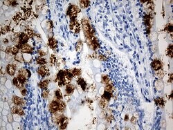 TFF1 Mouse anti-Human, Clone: OTI1F5, liquid, TrueMAB 100 &mu;L; Unconjugated:Antibodies,