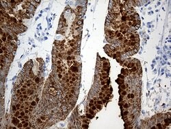 TFF1 Mouse anti-Human, Clone: OTI1F5, liquid, TrueMAB 100 &mu;L; Unconjugated:Antibodies,