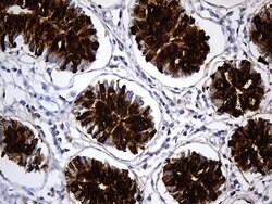 TFF3 Mouse anti-Human, Clone: OTI4D10, lyophilized, TrueMAB 100 &mu;g;