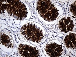 TFF3 Monoclonal Antibody (OTI4D10), TrueMAB , OriGene 100 &mu;L; Unconjugated:Antibodies,