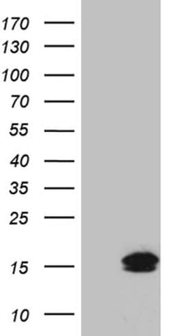TFF3 Monoclonal Antibody (OTI3G5), TrueMAB , OriGene 100 &mu;L; Unconjugated:Antibodies,