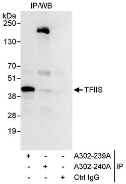 TFIIS Rabbit anti-Human, Polyclonal, Bethyl Laboratories 10 &mu;L; Unconjugated:Antibodies,