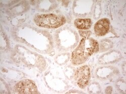 TFPI Monoclonal Antibody (OTI3B1), TrueMAB , OriGene 100 &mu;L; Unconjugated:Antibodies,