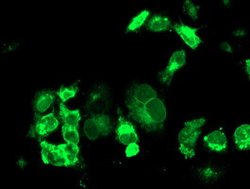 TFR2 Mouse anti-Human, Mouse, Clone: OTI1B1, lyophilized, TrueMAB 100 &mu;g;